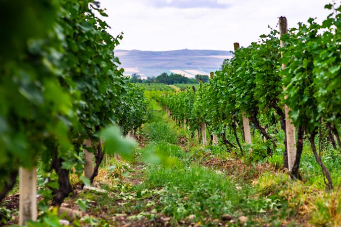 Fresh vineyard in Kakheti region, Georgia