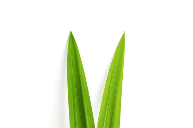 pandan