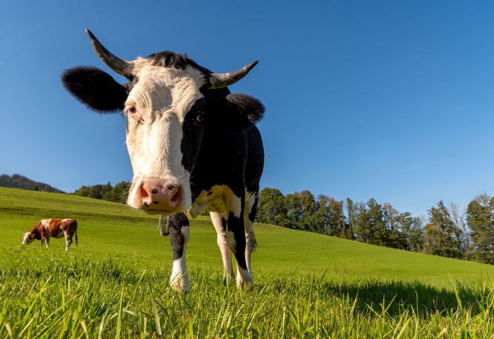 Cow on a high altitude pasture in the Bavarian Alps on a sunny day in summer