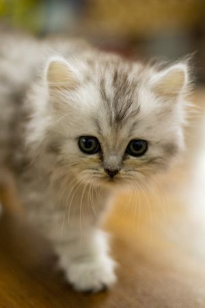 Light Persian kitten on wooden floor