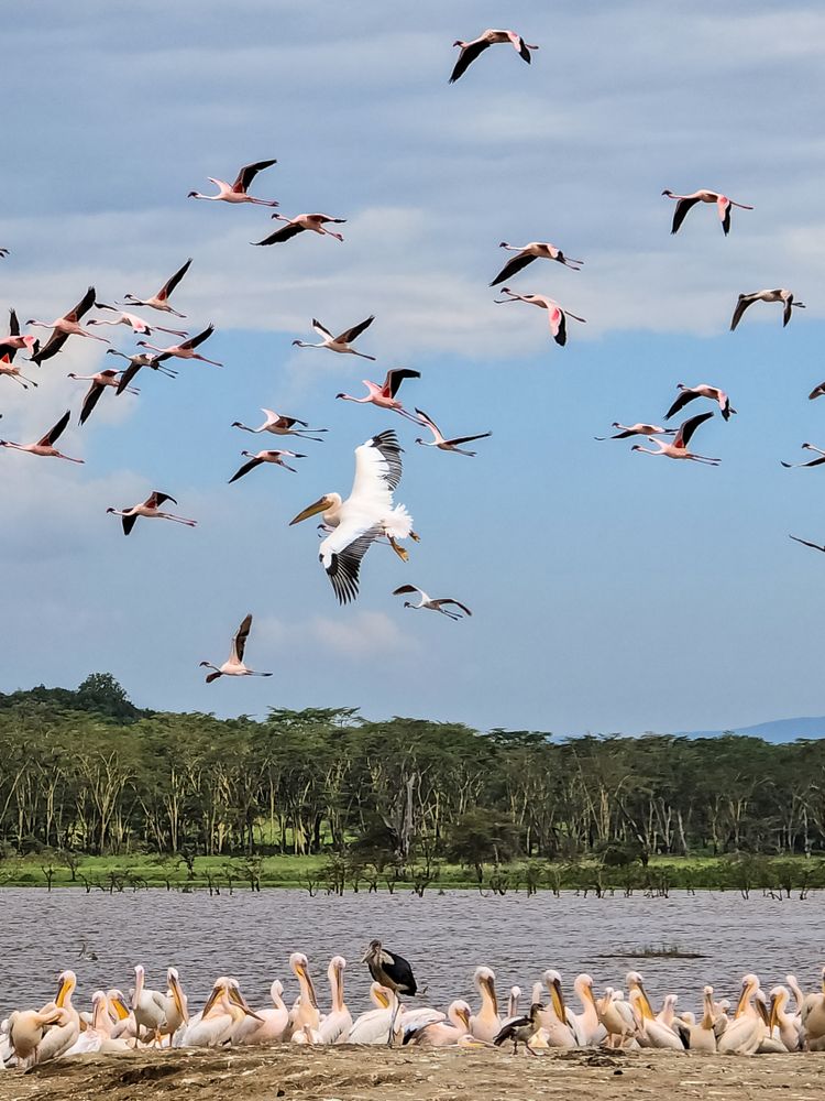 Pelican flying over lake with flamingos and other pelicans in Kenya