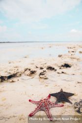Red starfish on sand beach 43V1X5