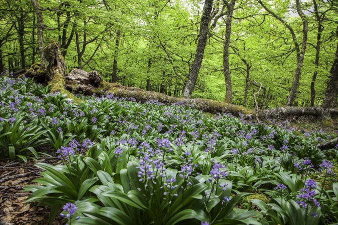 Flowers growing in spring forest