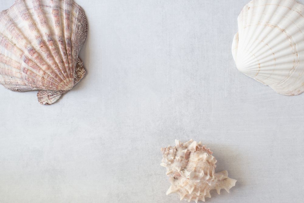 Seashells arrangement with text space on a grey background.
