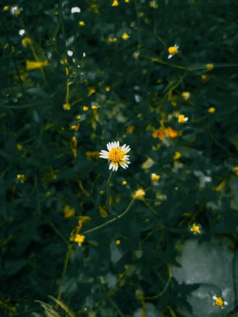 Lone Daisy in the Dark