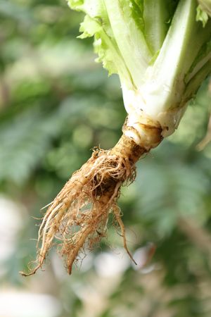 Close Up Lettuce Roots