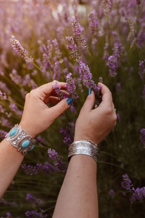 Beautiful sprigs of lavender in hands n sun