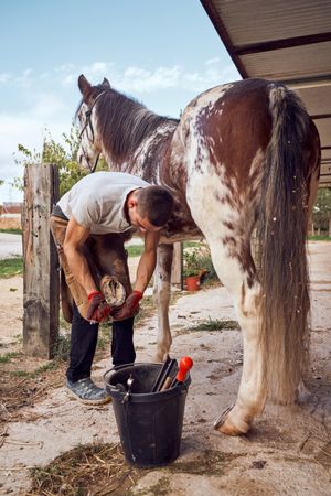 Farrier changing horseshoe in the stable