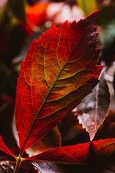 Bright red leaves on tree in sunlight