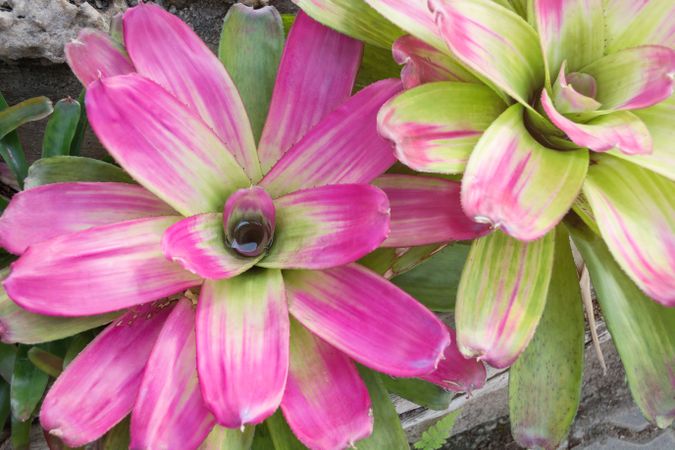 closeup of Bromeliad plants in the garden