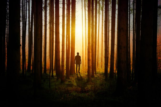 Silhouette of man in forest during sunset