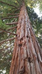 Tall redwood tree