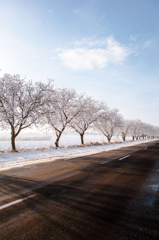 Leafless trees on snow covered ground