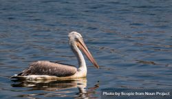 Brown pelican on body of water 4jd930