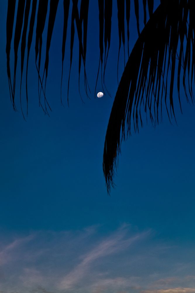 Waxing gibbous moon under a palm tree, vertical