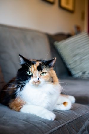 Calico cat with green eyes
