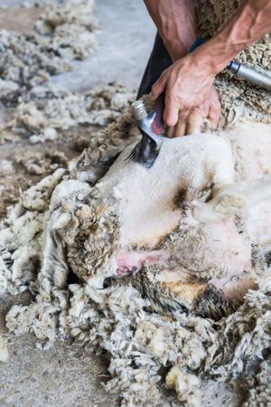Crop man shearing sheep in barn