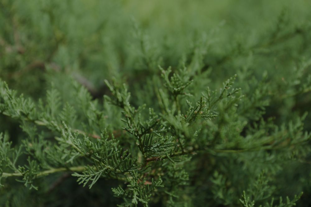 Thuja branches on whole background, close up and space for text