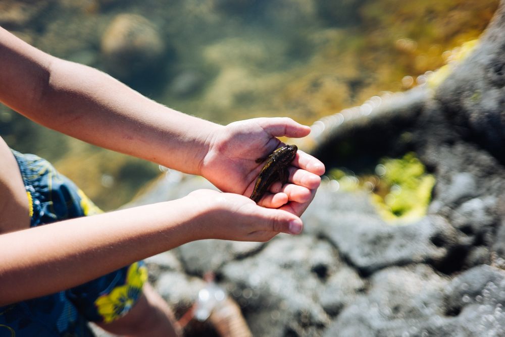 Child's hands holding fish