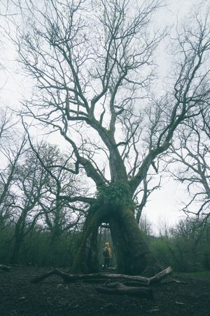 Traveller standing beside old tree covered by moss