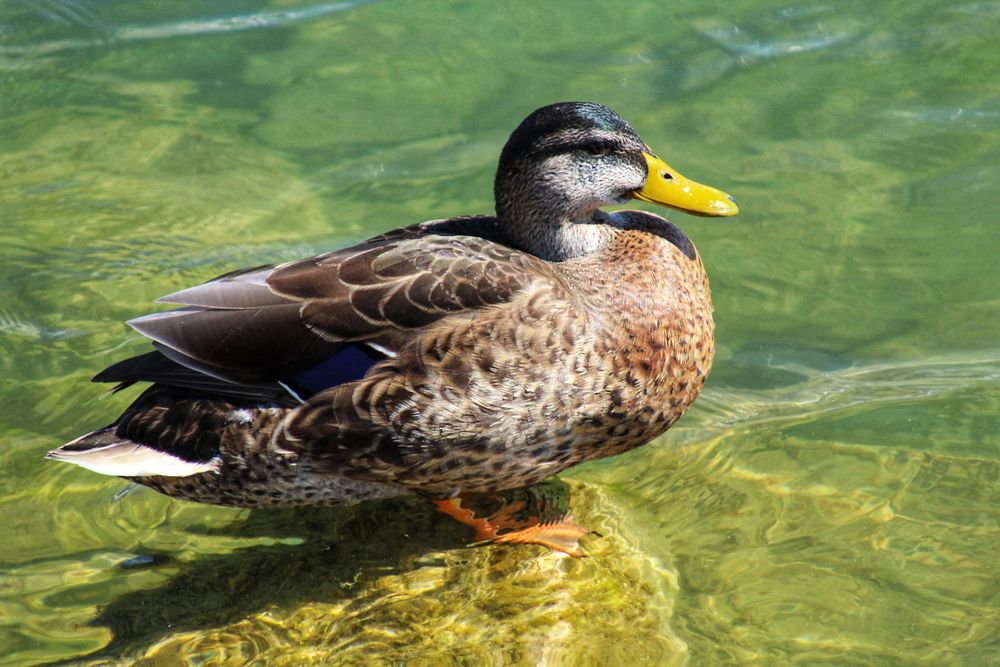 Brown duck on water