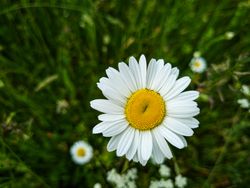 Daisy flower on grassy field