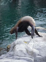 Diving Steller Sea Lion (Eumetopias jubatus)