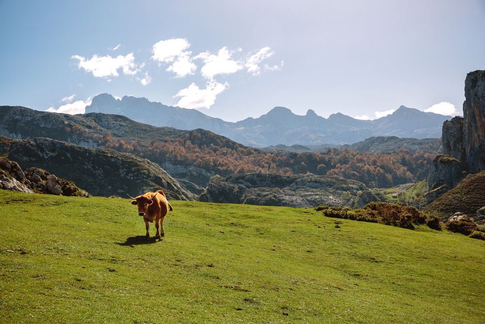 Cow on the grass in the mountains