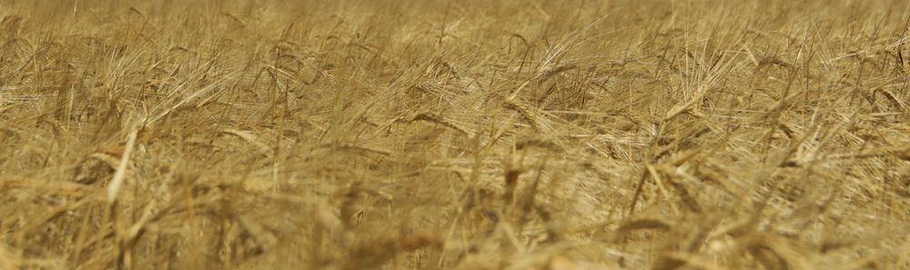 Barley field. Agriculture and farming. First summer harvest