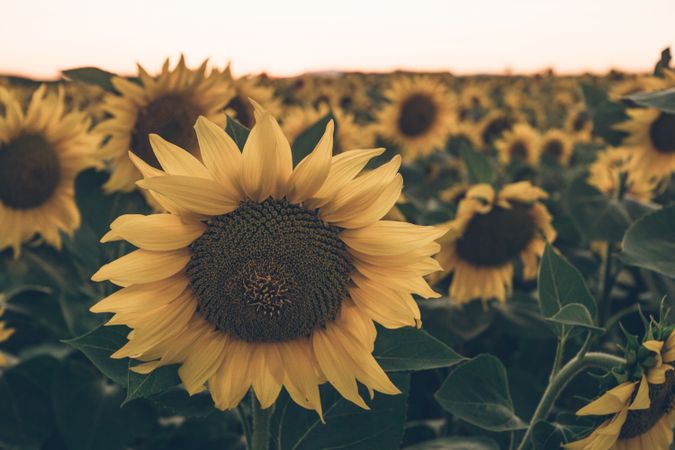 Sunflowers on background of blue sky