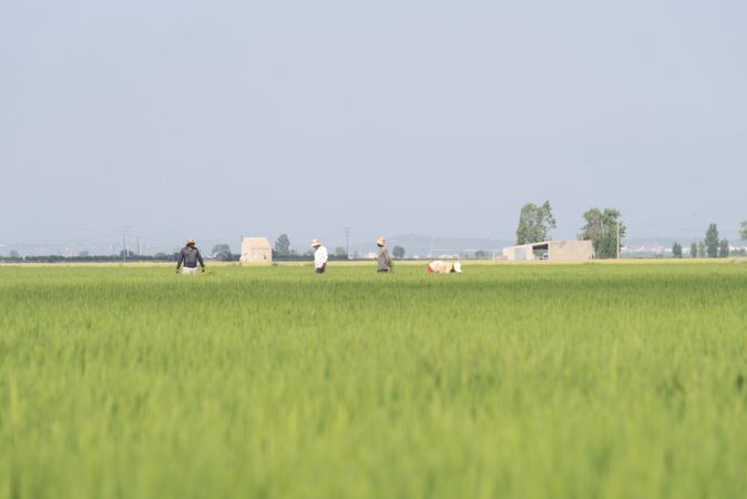 Rice paddy landscape with farmers at work on a sunny day