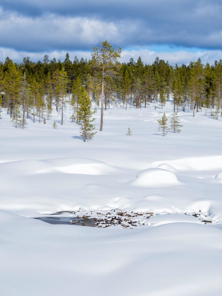 Snowy forest deep in the winter time