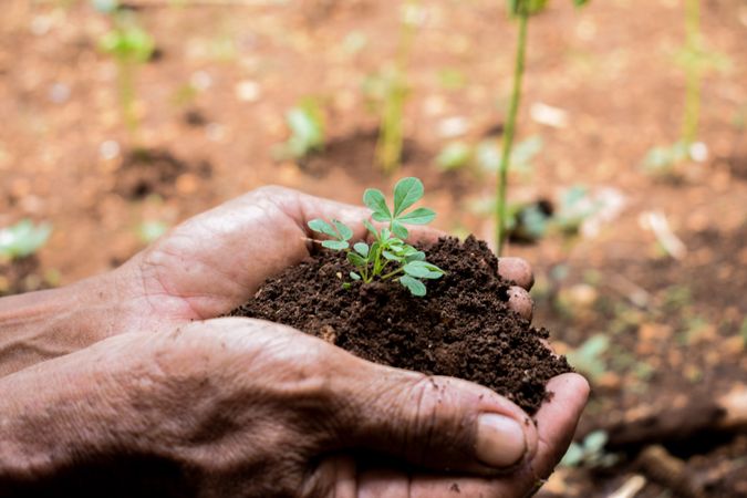 Side view of hands holding soil with young plant