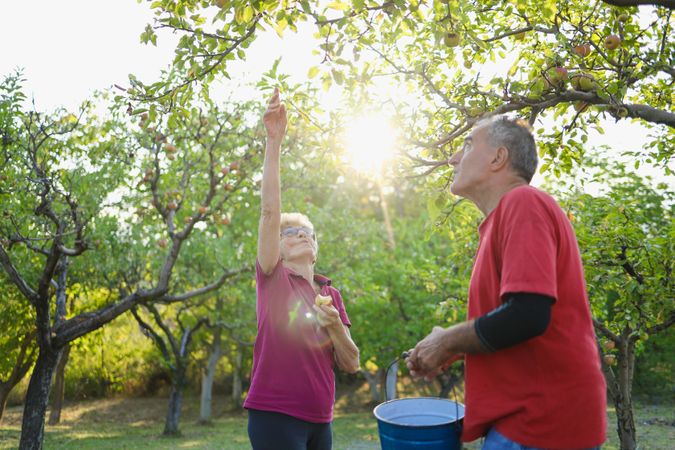 A photo of older people picking apples in the orchard, with sunlight filtering through trees. while one holds out to catch apple into bucket below.