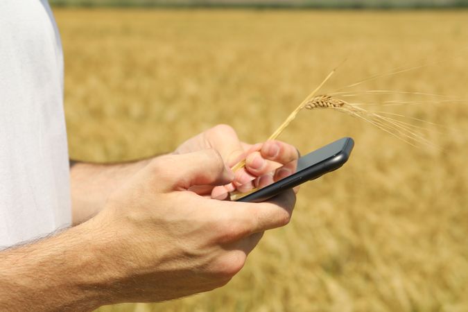 Man with phone in barley field. Agriculture business