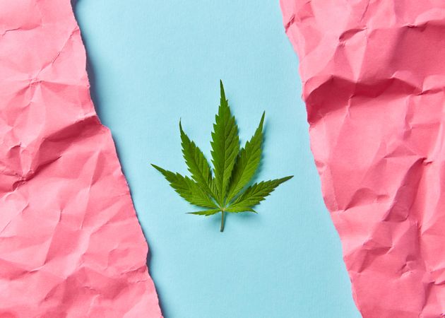 Cannabis leaf on blue and pink paper