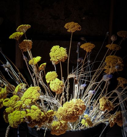 Bucket of dried flowers in dark room