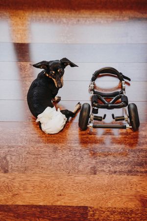 Dog sitting near wheelchair on floor