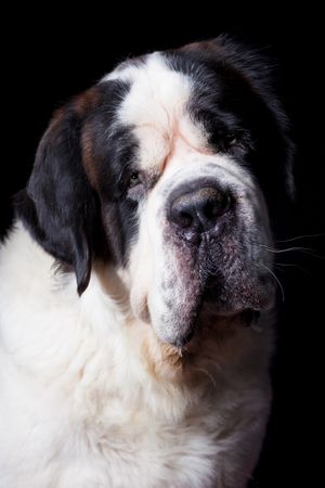 Amazing dog staring at camera