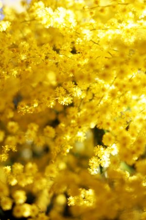Tender golden twigs on sunny day