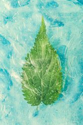 Nettle leaf submerged in blue water