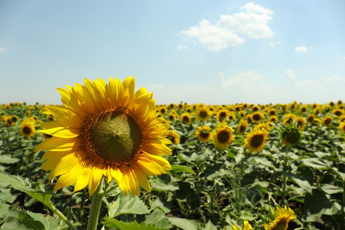 Field of beautiful sunflowers against sky. Summer nature