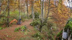 Coniferous tress at forest of Asturias, Spain