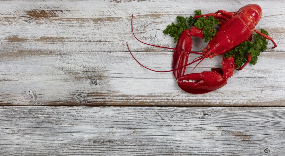 Whole red lobster with fresh parsley on rustic wooden table