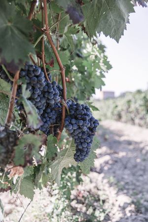 Grapes on a vine