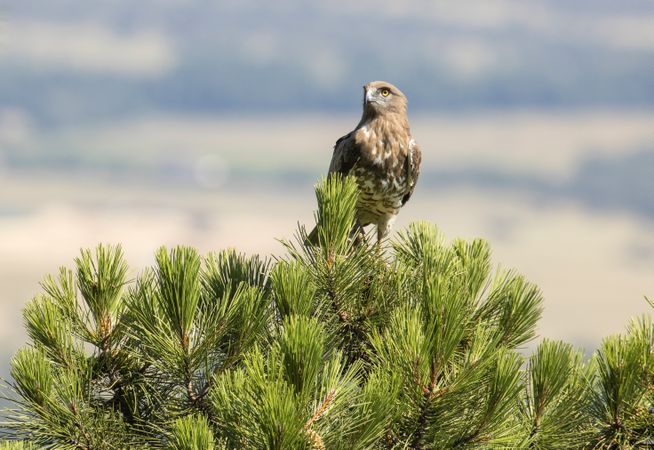 Eagle on coniferous tree in sunny day