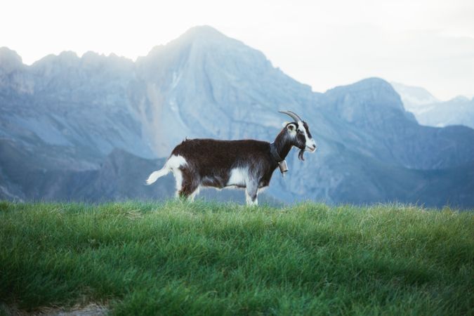 Goat grazing on meadow in Pyrenees mountains
