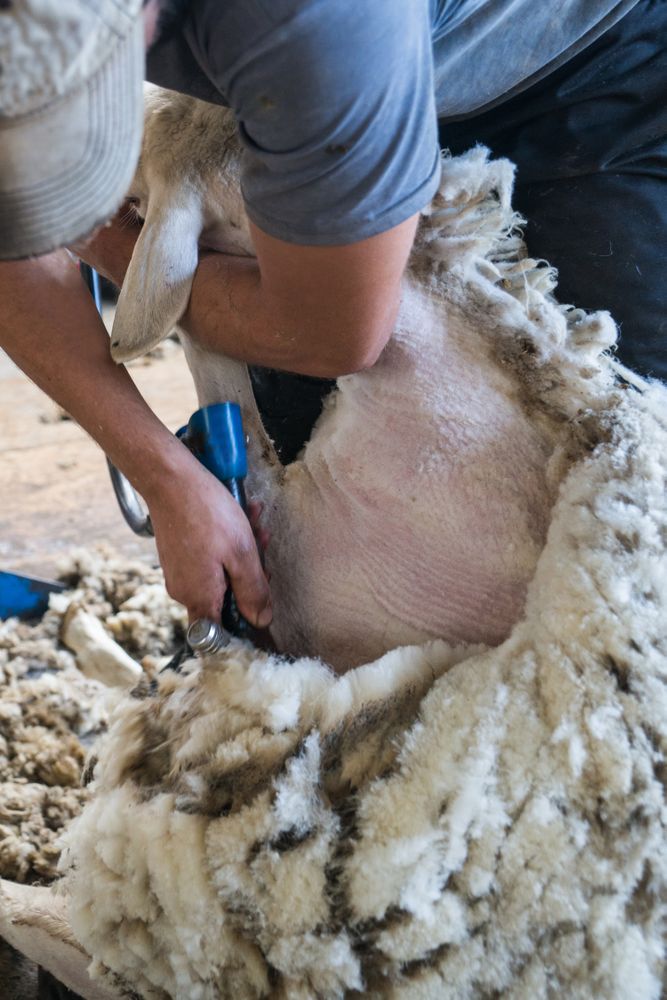 Crop man shearing sheep in barn