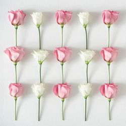 Rows of roses
