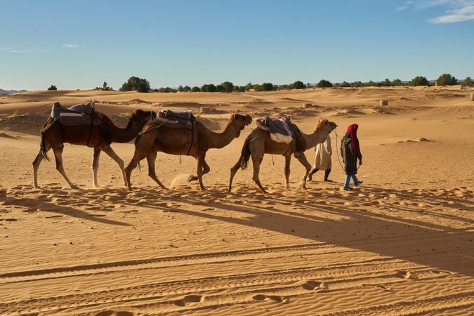 Camels and people going in desert